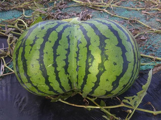 Illustration for article titled Check Out the Sexy Butt on These Watermelons